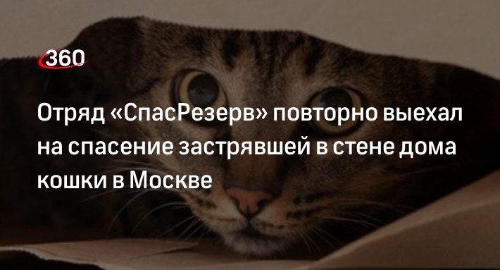 Отряд «СпасРезерв» повторно выехал на спасение застрявшей в стене дома кошки  в Москве | 360°