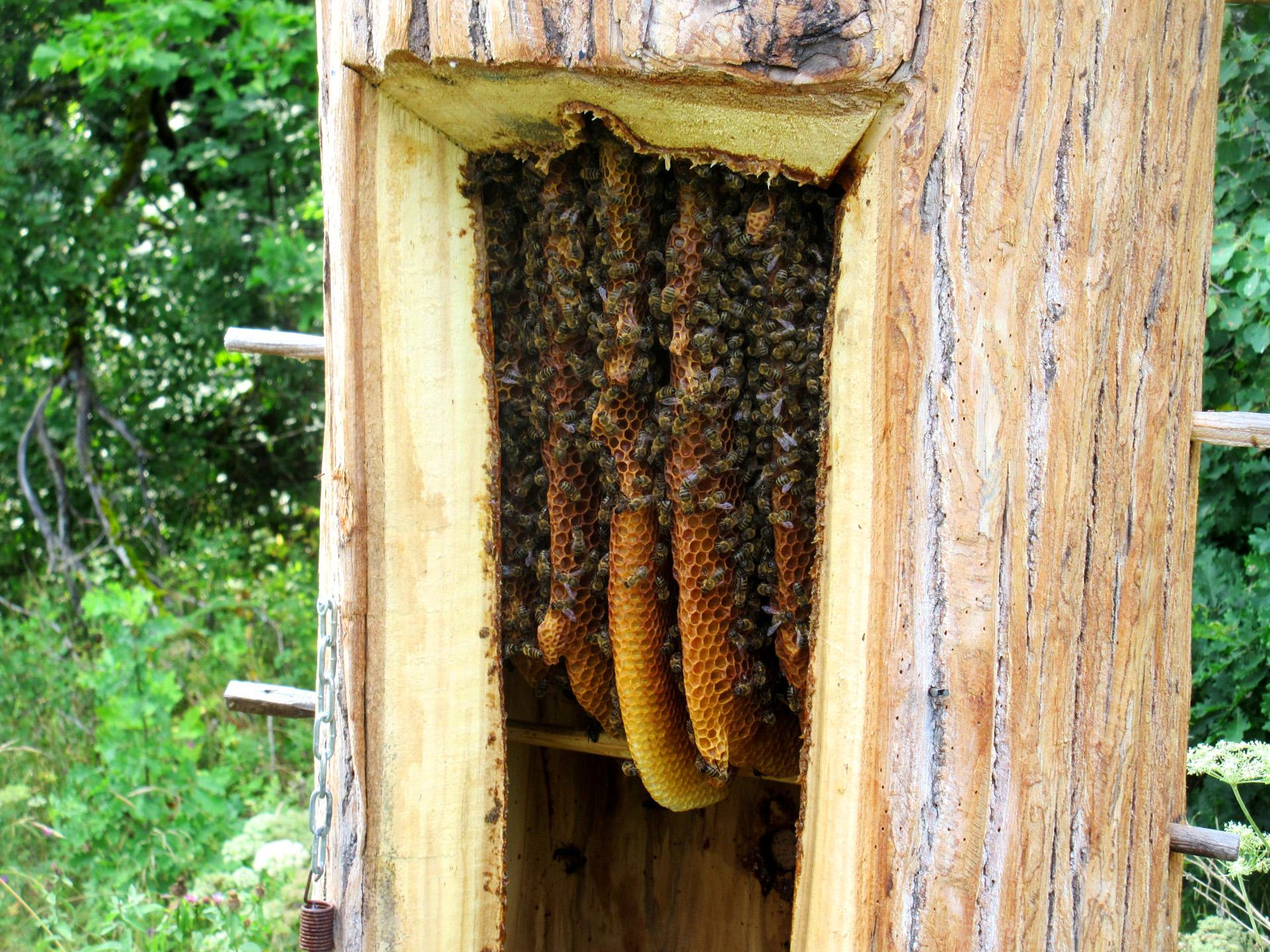 Как избавиться от пчел: 15 шагов (с иллюстрациями)
