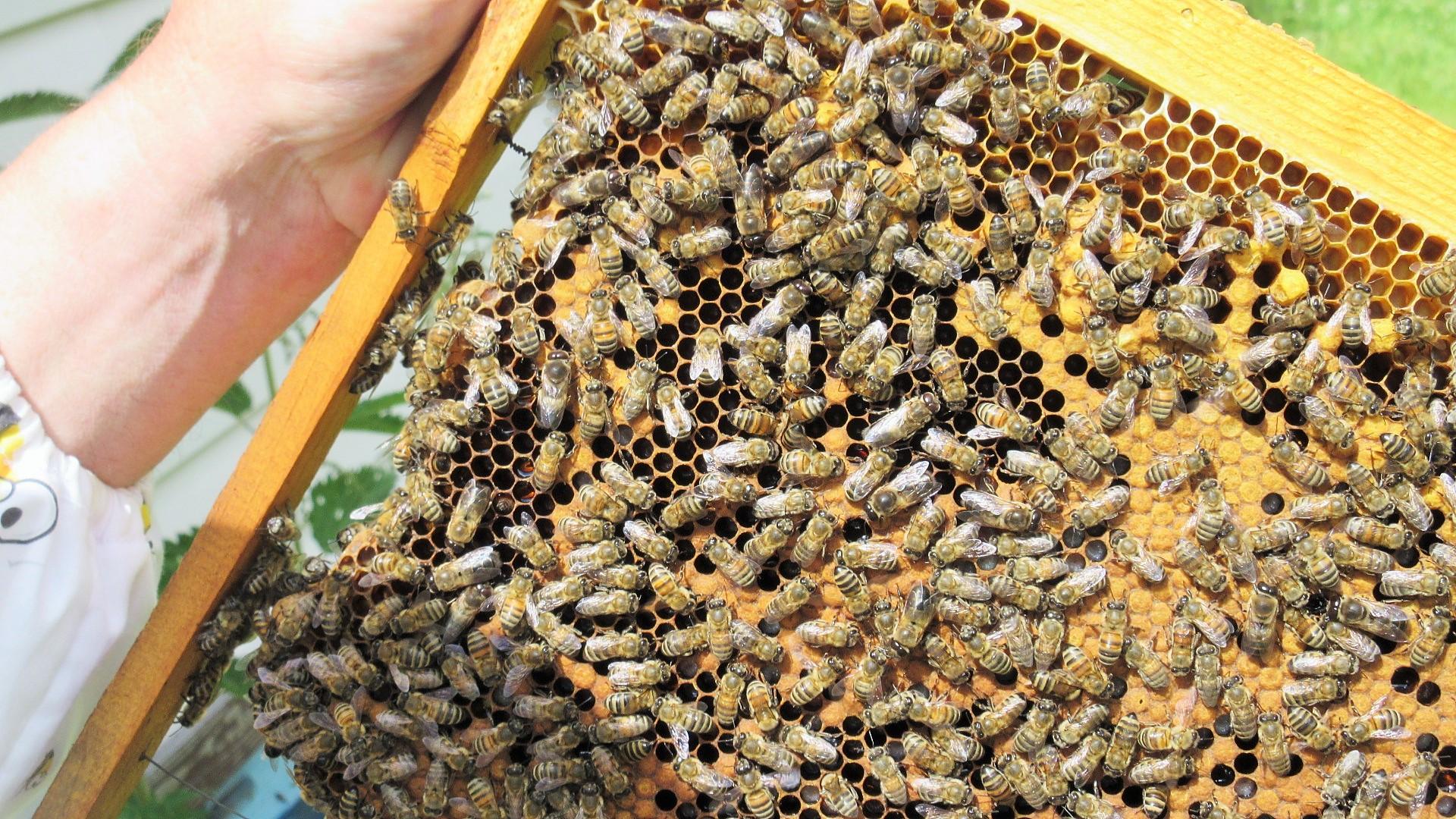 Подготовка к выносу пчел