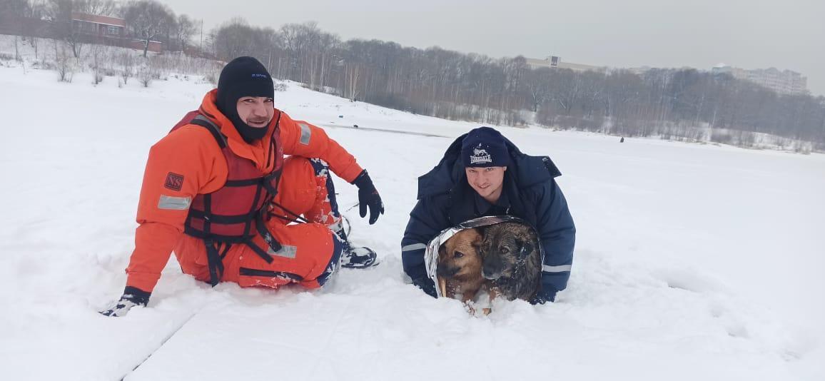Спасатели из Раменской службы спасения успешно спасли собак, которые чуть не провалились под лед