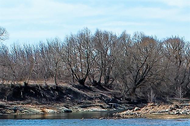В селе Ромашково Одинцовского округа идёт очистка русла реки Чаченка