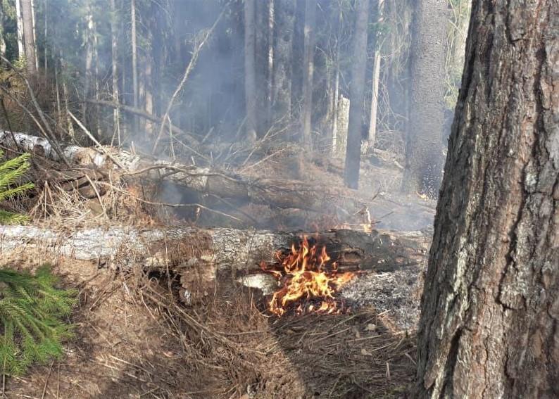 Пожар на территории Клинского лесничества за минувшие выходные ликвидирован