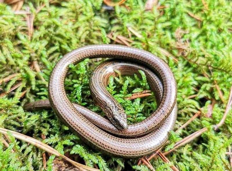 Веретеница ломкая или змея: жителям Лотошино рассказали как отличить рептилий