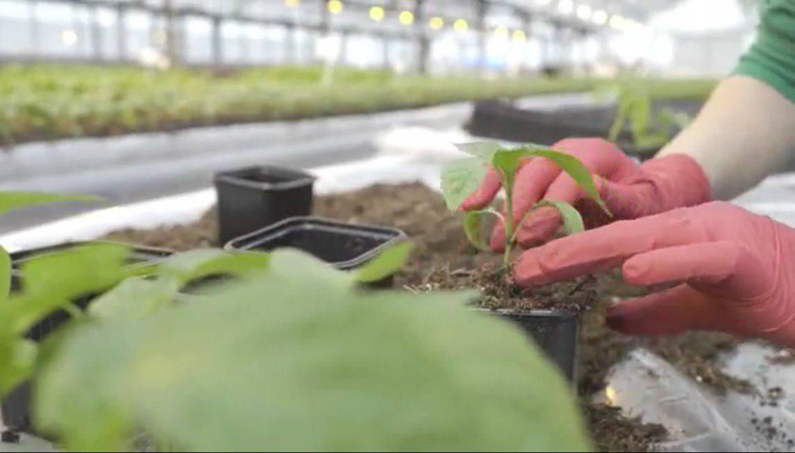 Подмосковные садоводы могут купить в Коломне рассаду отечественных гибридов овощей