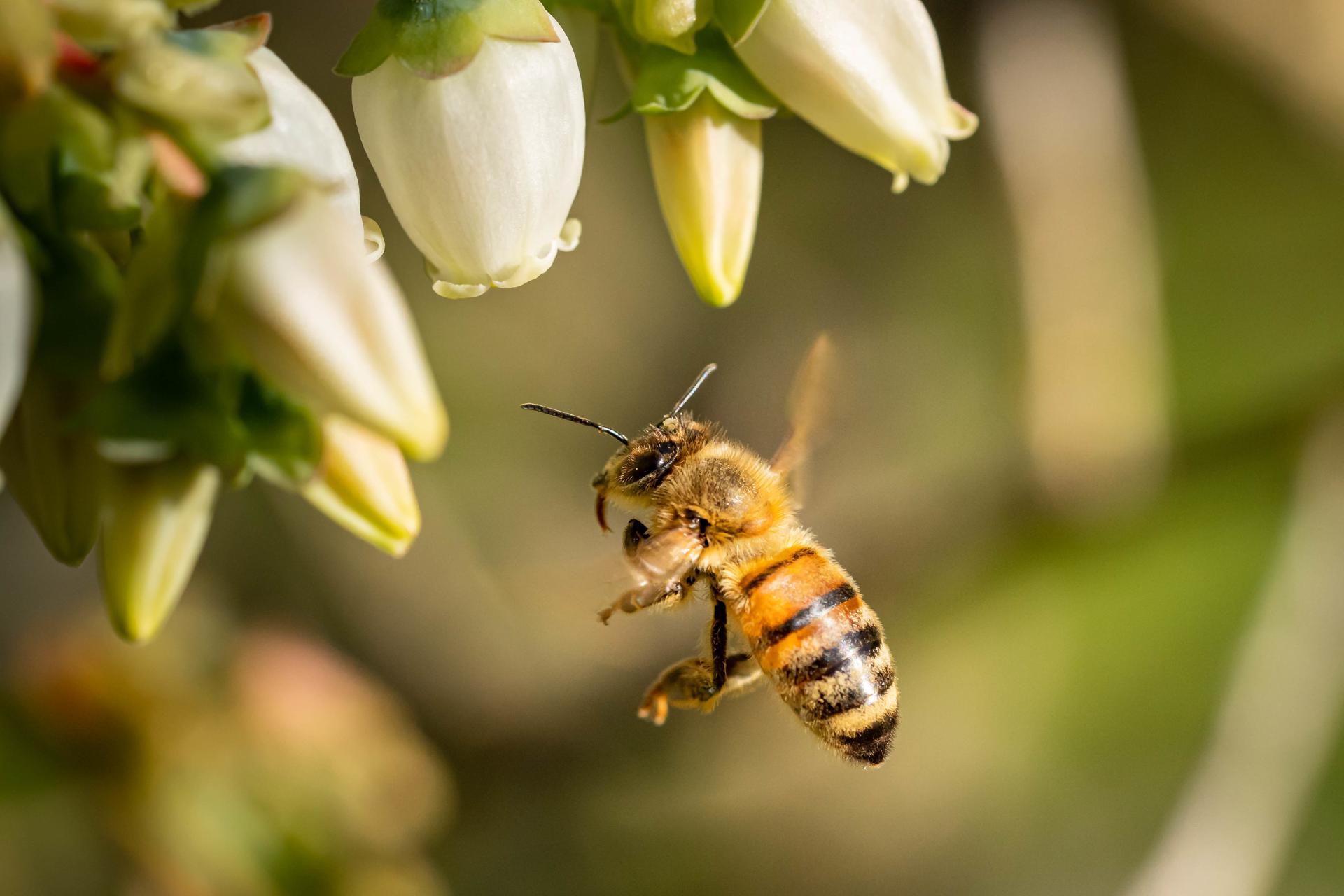 «ТуламашАгро» предупреждает луховицких пчеловодов об обработке сельско-хозяйственных земель пестицидами