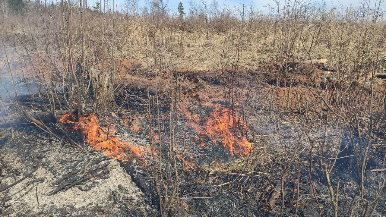 Порядка 12 пожаров ликвидировано в лесах Подмосковья за неделю