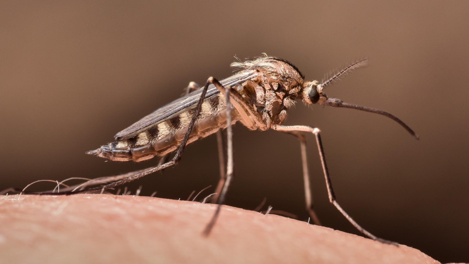 Подмосковные лесничие рассказали как защититься от комаров