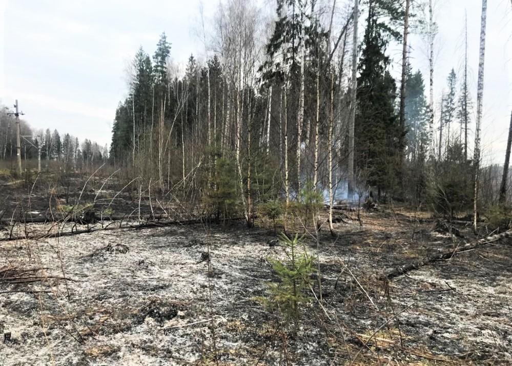 Четырнадцать лесных пожаров ликвидировано в Подмосковье за минувшие выходные