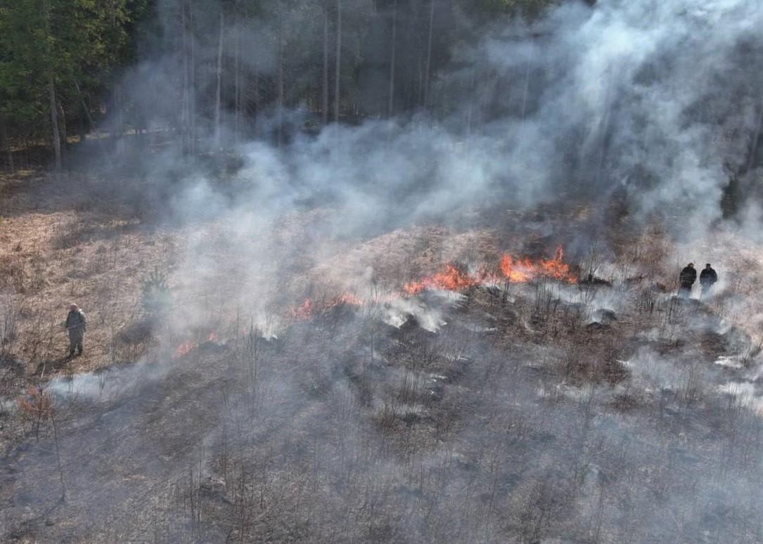 III класс пожарной опасности ожидается на территории Бородинского лесничества