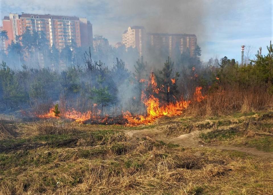 За минувшую неделю пожаров на территории Дмитровского лесничества не зафиксировано