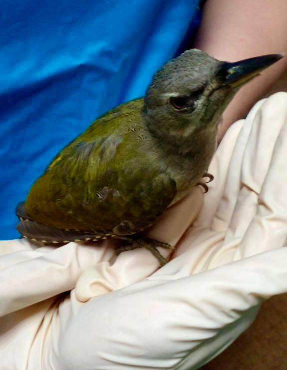В Дмитровском округе ветеринары спасли краснокнижную птицу