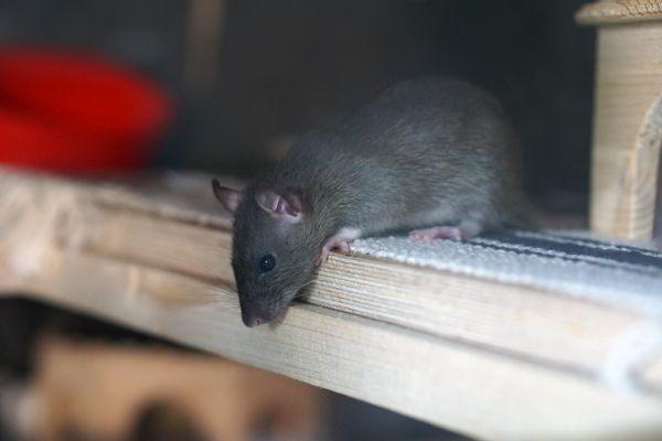 «Живут среди крыс»: химчане жалуются на массовые нашествия грызунов