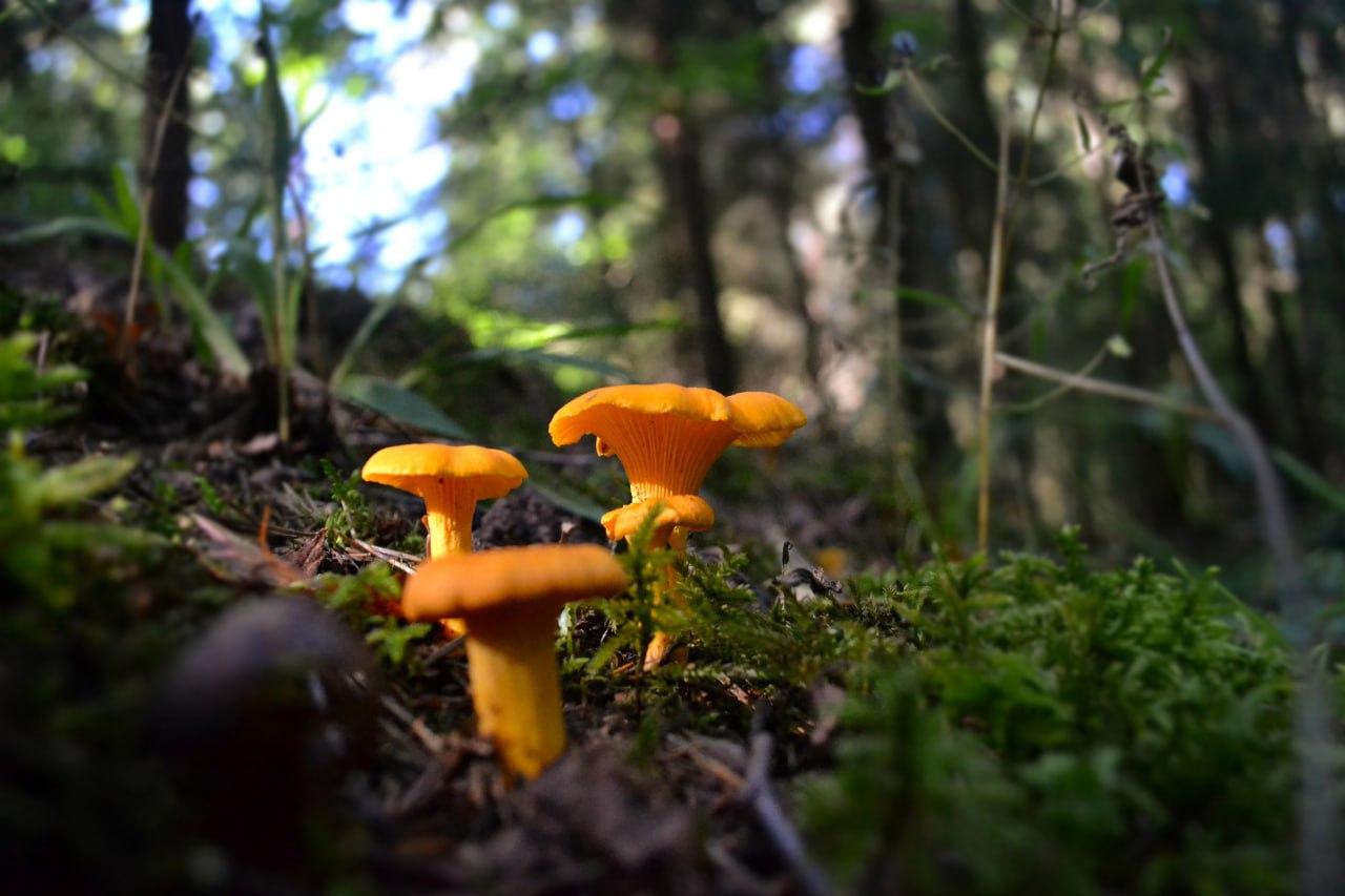 В лесах Подмосковья подходит к концу летний грибной сезон