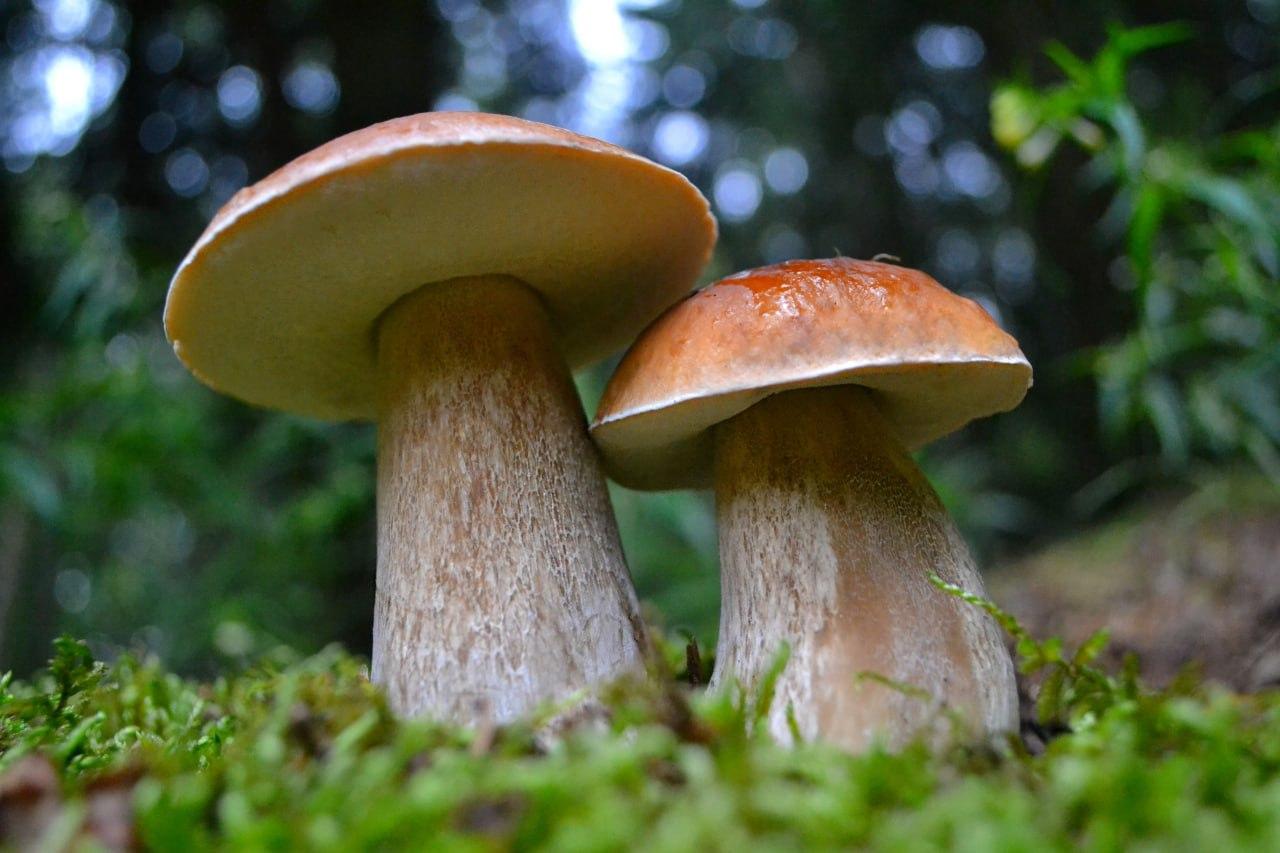 В лотошинских лесах завершается летний грибной сезон