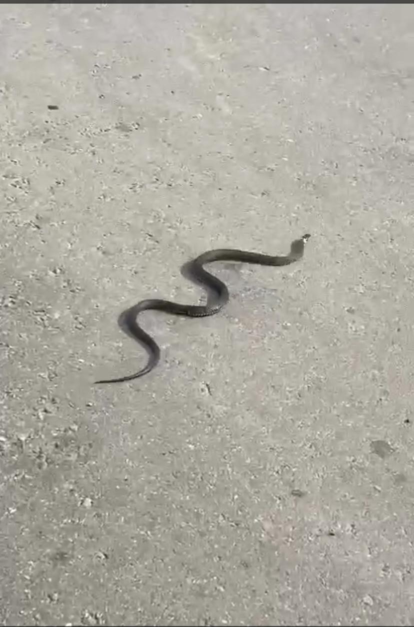 Лыткаринцев инструктируют, как вести себя при встрече со змеей