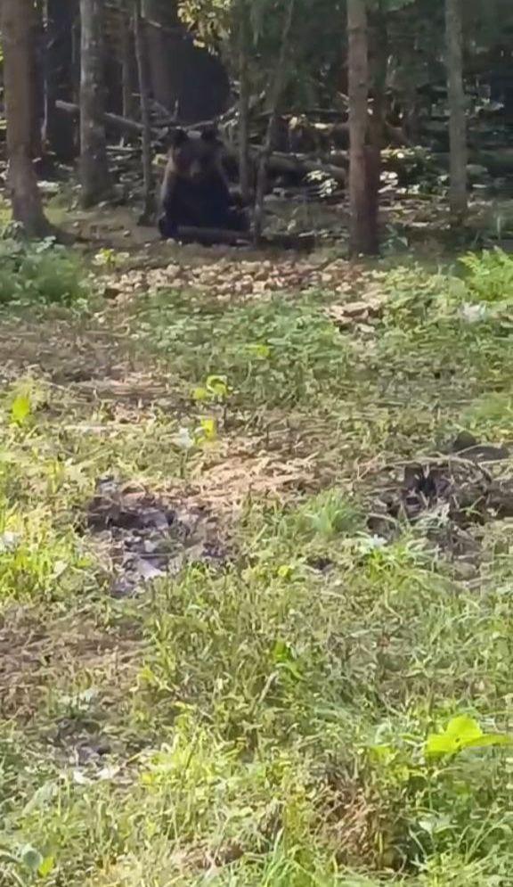 Медведь понаблюдал за работой земельных инспекторов в Лотошино