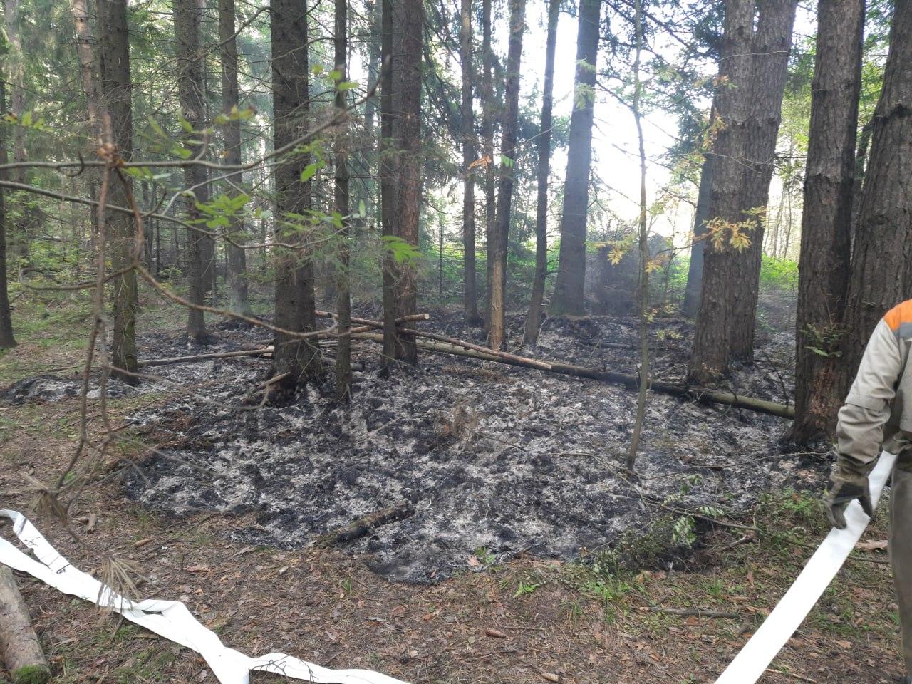 С 13 по 15 сентября на территории Бородинского лесничества прогнозируется II класс пожарной опасности