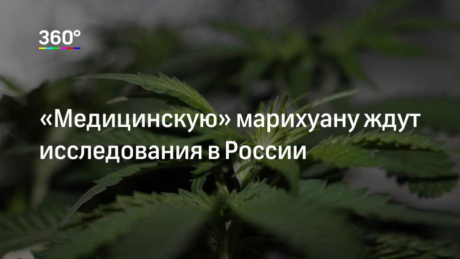 Разрешат ли в россии марихуану где купить шишку покурить