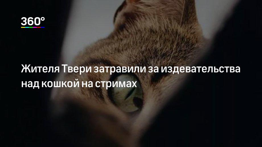 Петиция остановите издевательство над кошками в приложении