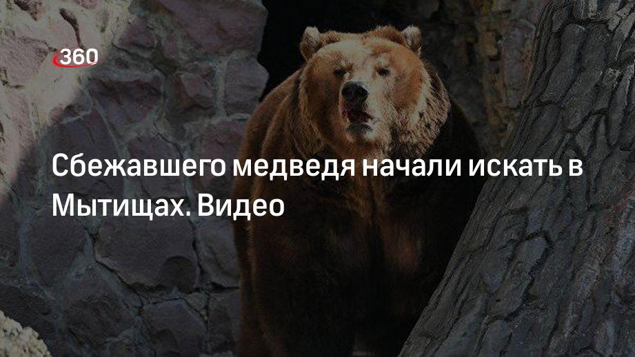Медведь начало слова. Медведь уходи. Бурый медведь ушел игра алкогольная. Медведь пришел медведь ушел. Где медведи побег.