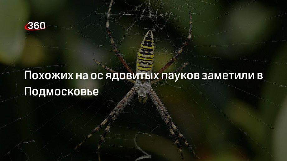 Ядовитые пауки Средней Полосы России, таких пауков несколько. Рассказываю подробнее