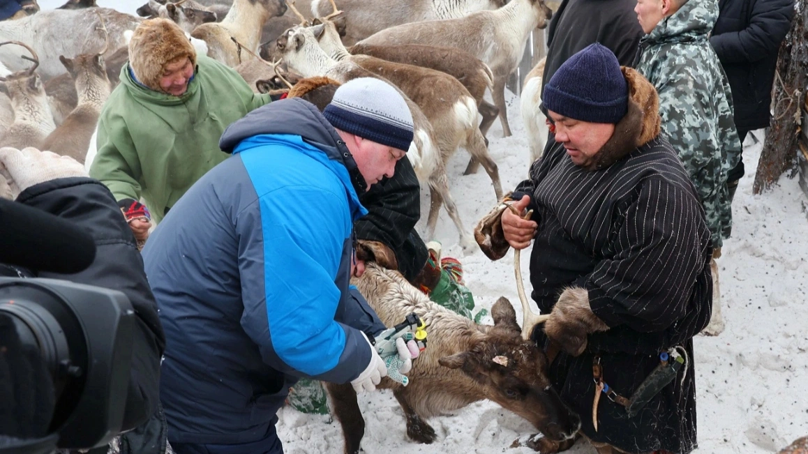 В ЯНАО во время весенней вакцинации от сибирской язвы привито 212 000 оленей