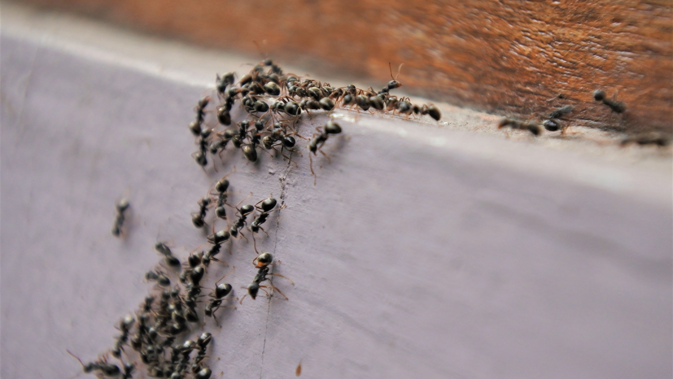 Борьба с муравьями в доме. Муравьи поселились в доме. Миграция черных муравьев. Чёрные муравьи в квартире. Муравьи на грядке.