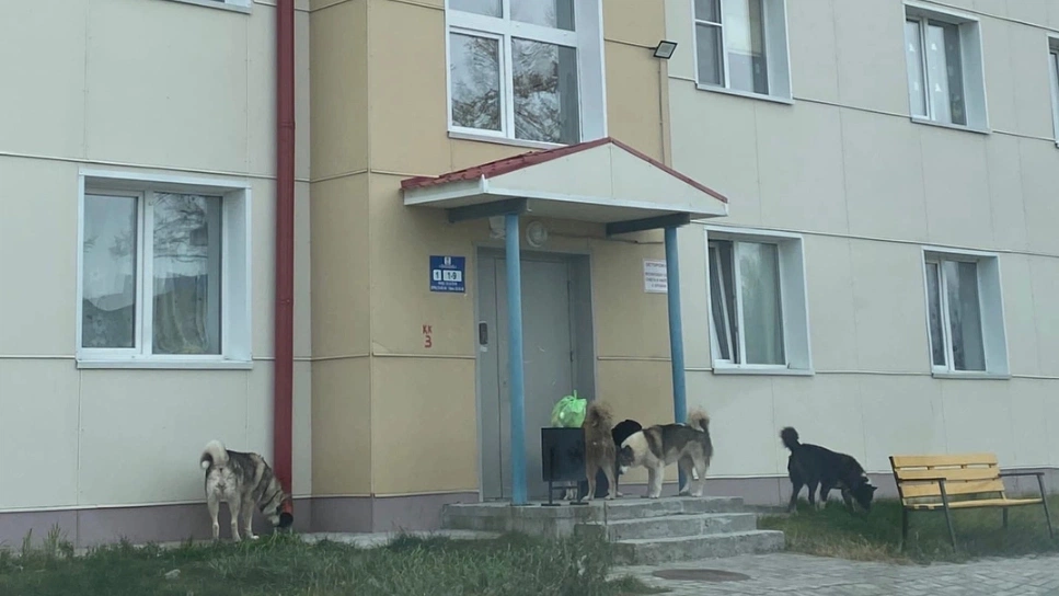 Окружены стаями бездомных псов: жители Надыма боятся выйти из дома