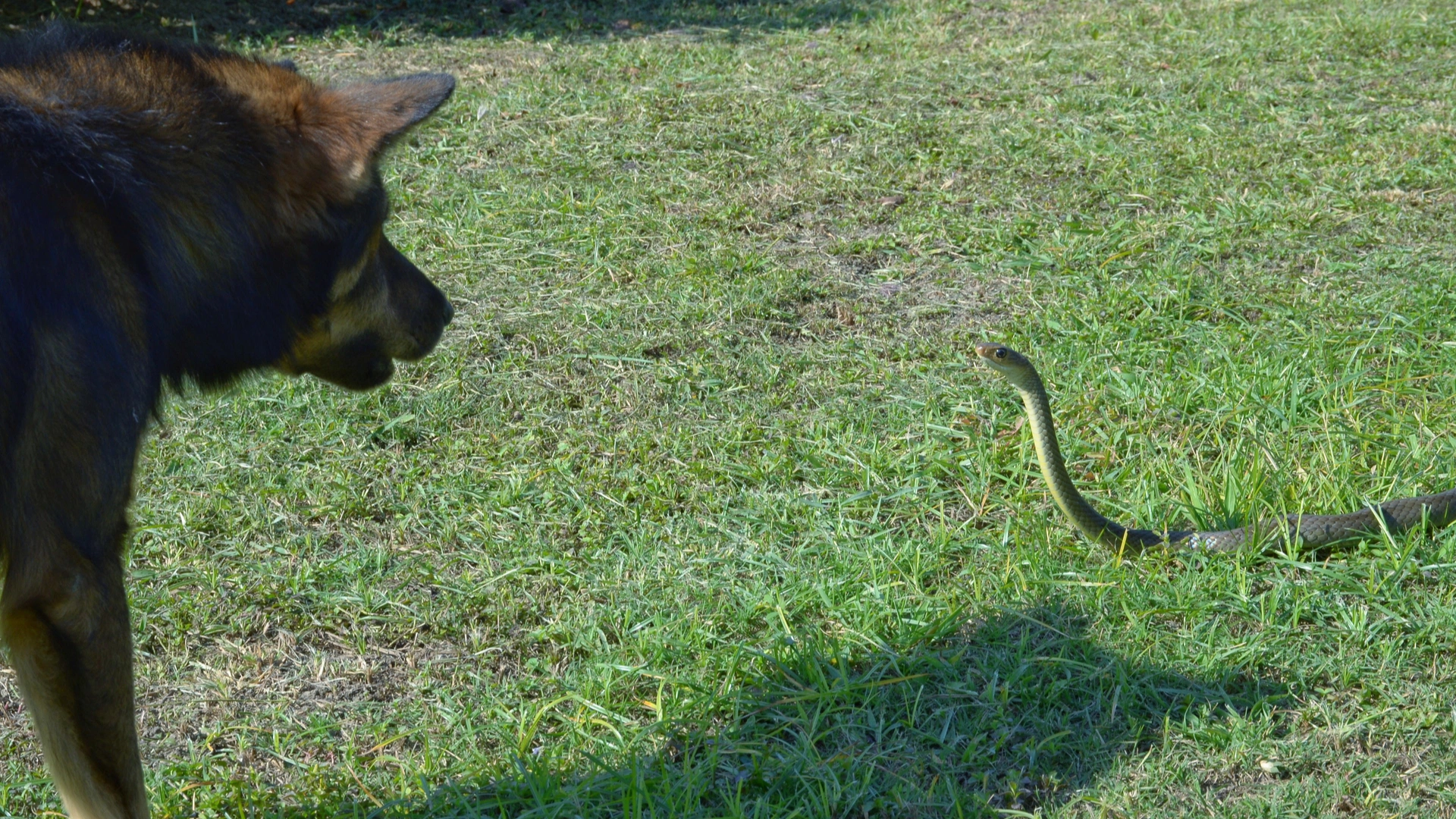 В лесополосе Ноябрьска змея укусила собаку