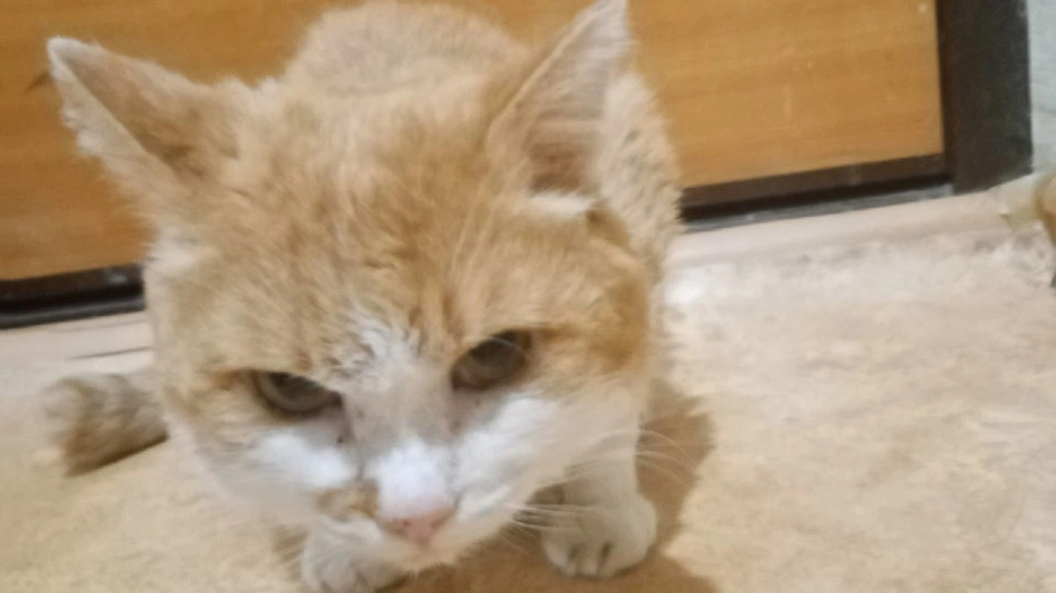 Суета из-за кота. Рыжий кот в Лабытнанги оказался выбежавшим на прогулку потеряшкой