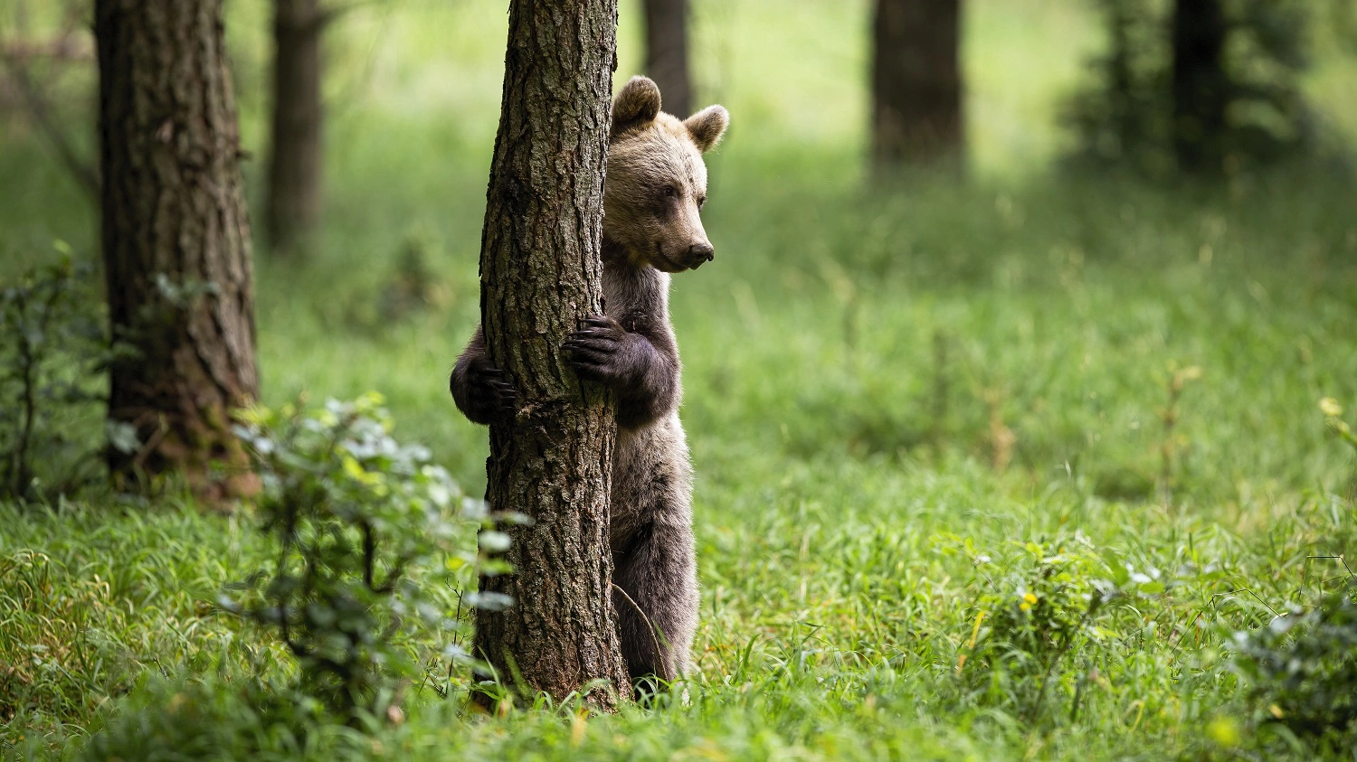 В ЯНАО сняли лазающих по деревьям медвежат, за которыми присматривала грозная медведица