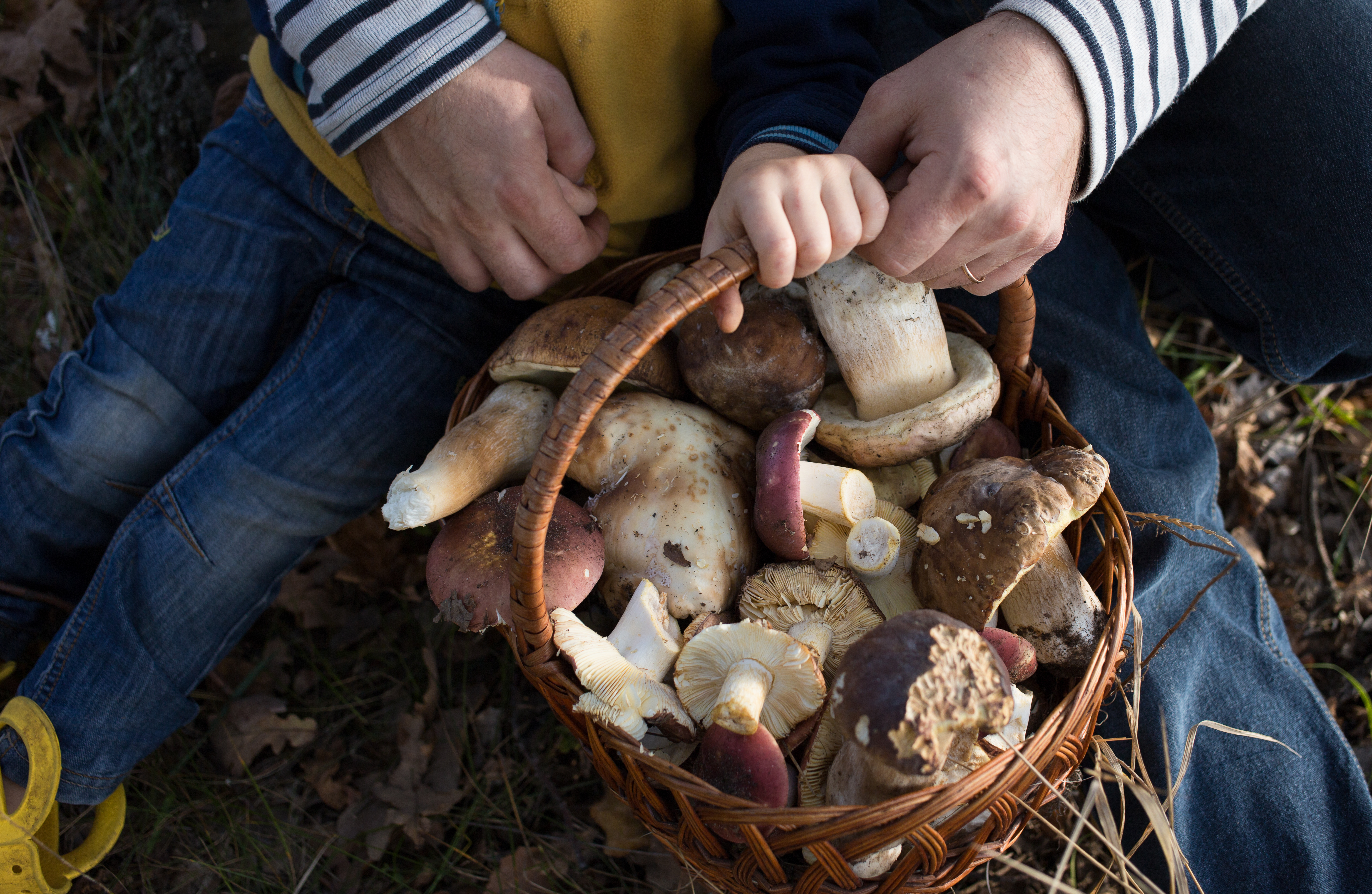 Picking mushrooms. Собранные грибы. Грибы Самарской области. Грибы в Тюмени. Белый гриб.