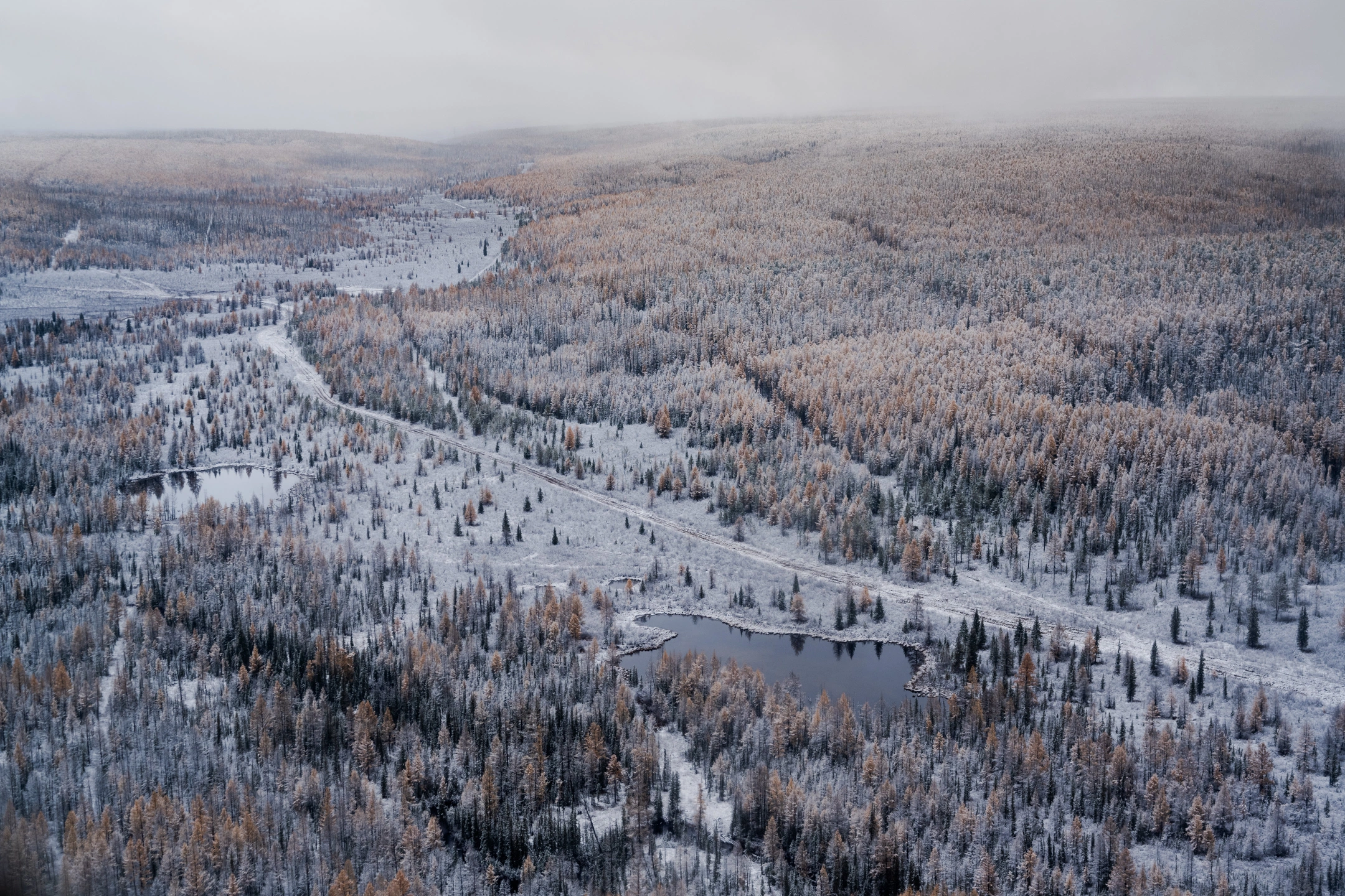 «Ноябрьскнефтегаз» за год восстановил лес на 390 гектарах