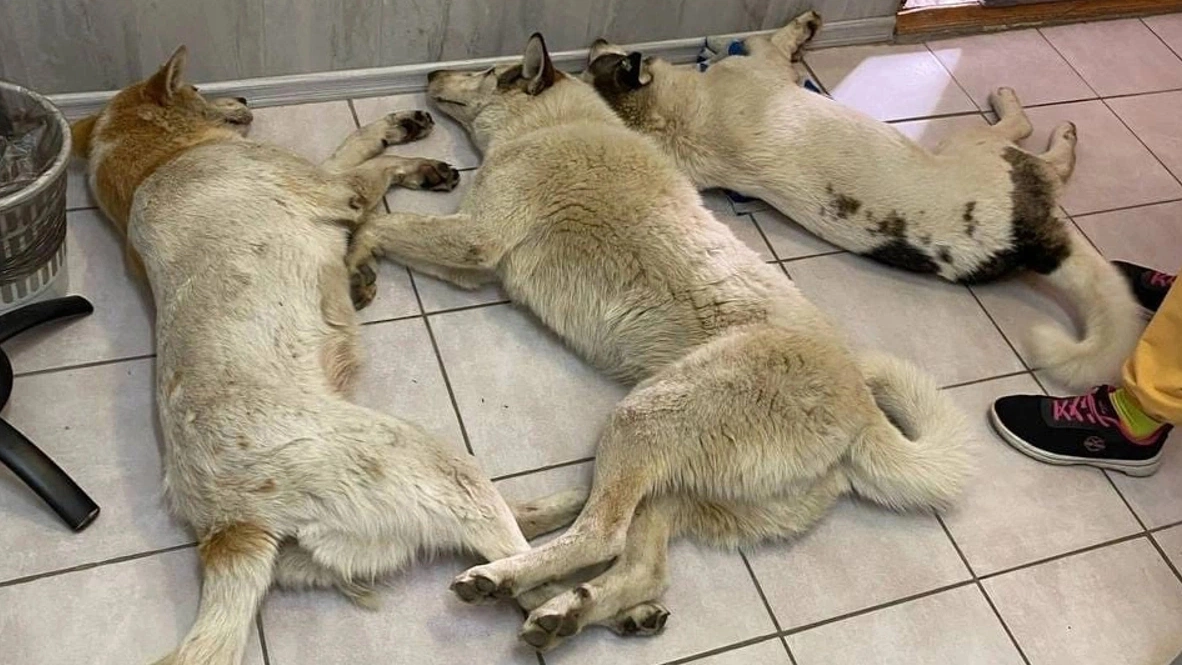 В Салехарде неизвестные отравили чипированных собак