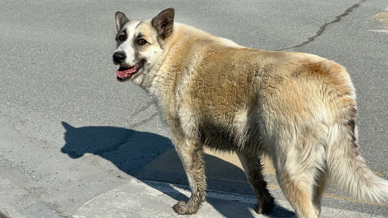 В Салехарде владельцы собак и кошек бросают питомцев на улице во время отпусков