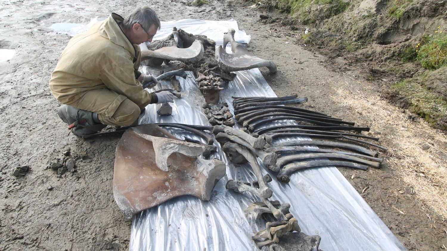 Гиганты «выходят» из мерзлоты. Где на Ямале находят мамонтов и останки других древних животных