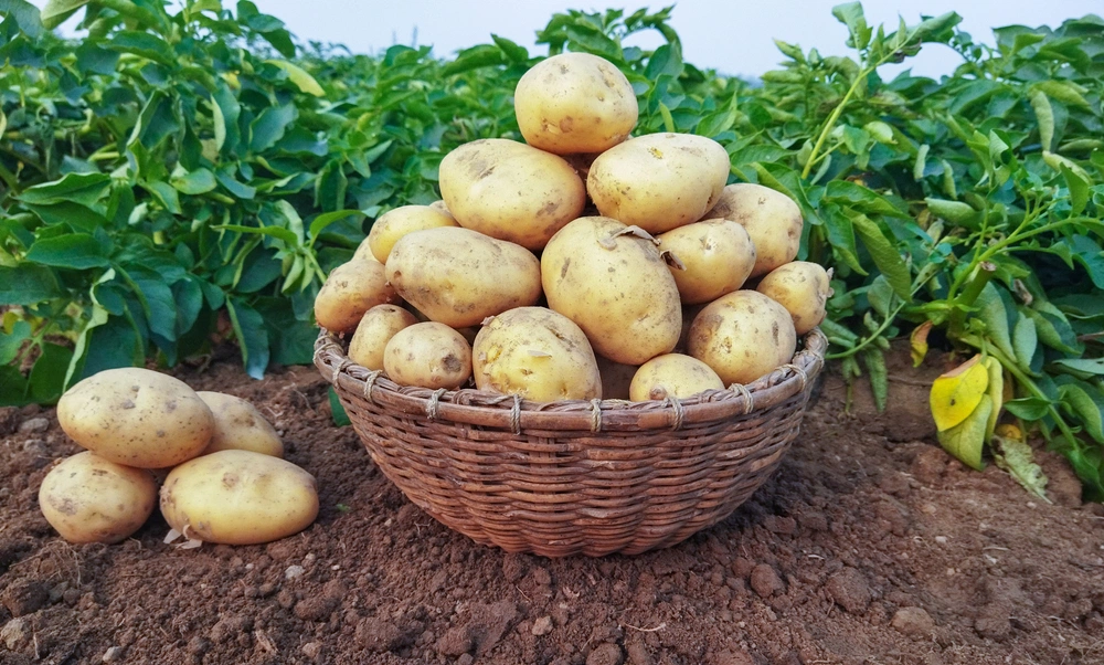 В Салехарде вырастили первые арктические сорта картофеля
