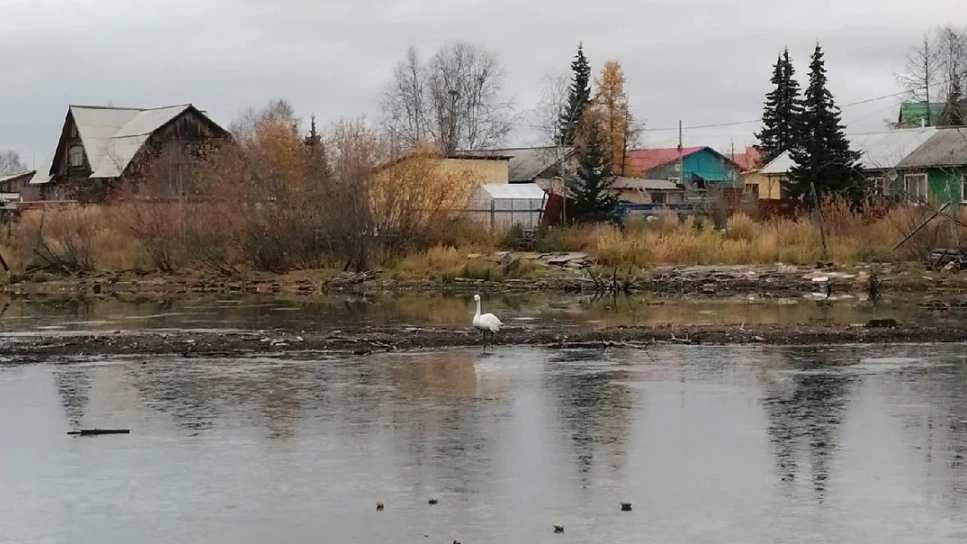 Салехардцы просят спасти мёрзнущего на озере лебедя Гришу