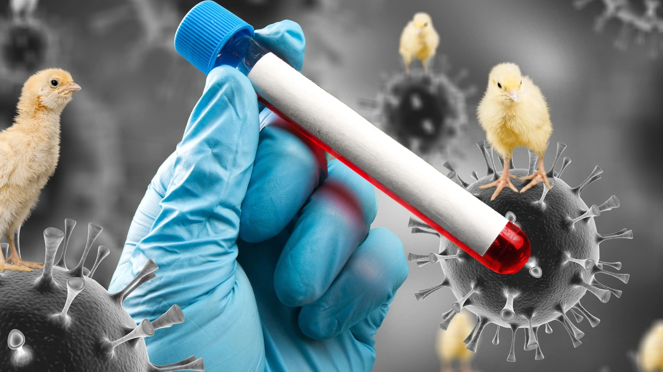Высокопатогенный грипп птиц. Вирус птичьего гриппа.