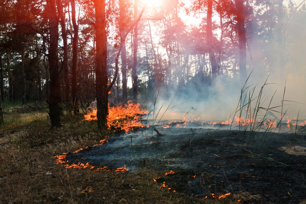 На Ямале снова бушуют лесные пожары