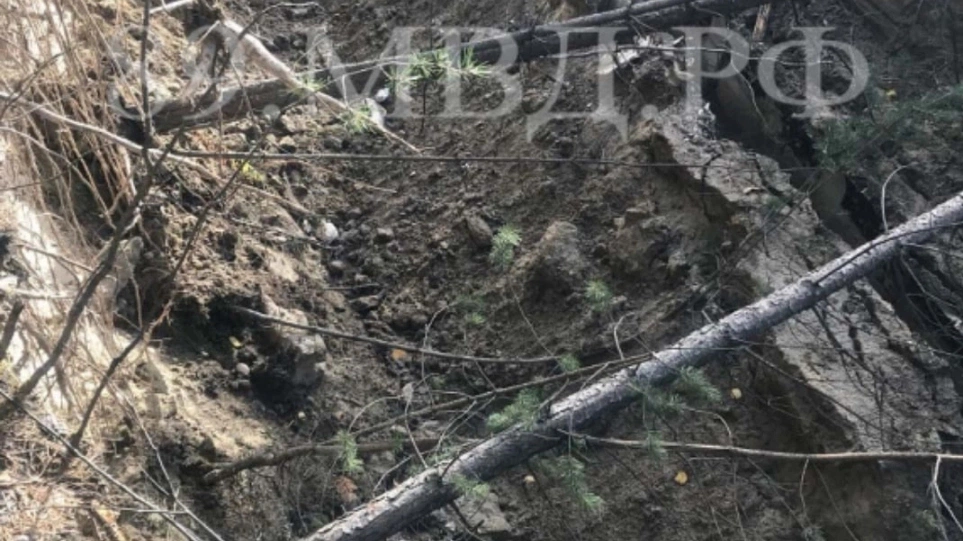 Сосны гибнут за металл. Жителя Ноябрьска, уничтожившего 35 деревьев, призвали к ответу
