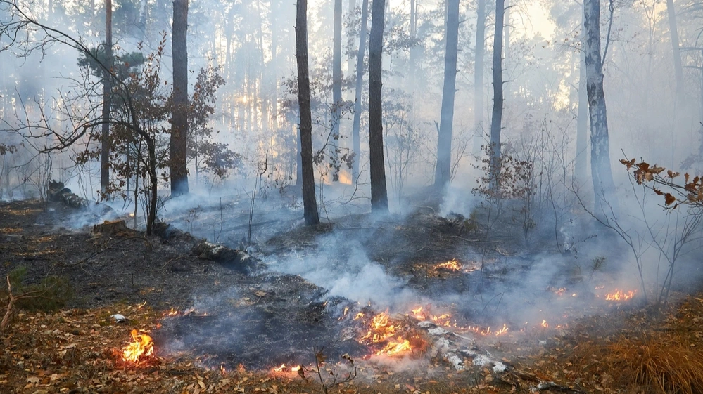 В Ноябрьском лесничестве пожарные ликвидировали возгорание