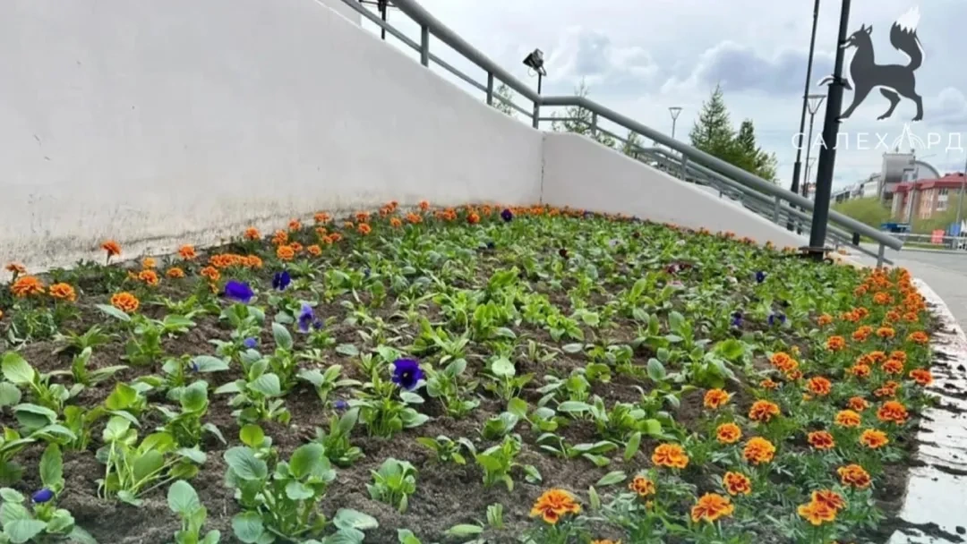 В Салехарде этим летом высадят более 80 тысяч цветов