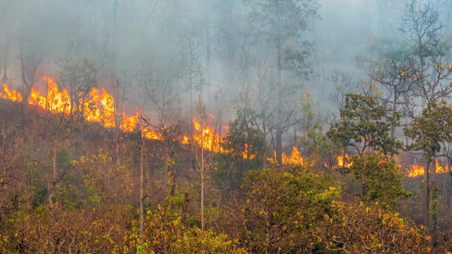 350 гектаров леса горит на Ямале