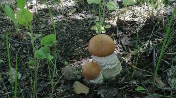 Жители Ямала открыли сезон тихой охоты: фотографиями грибов делятся в соцсетях