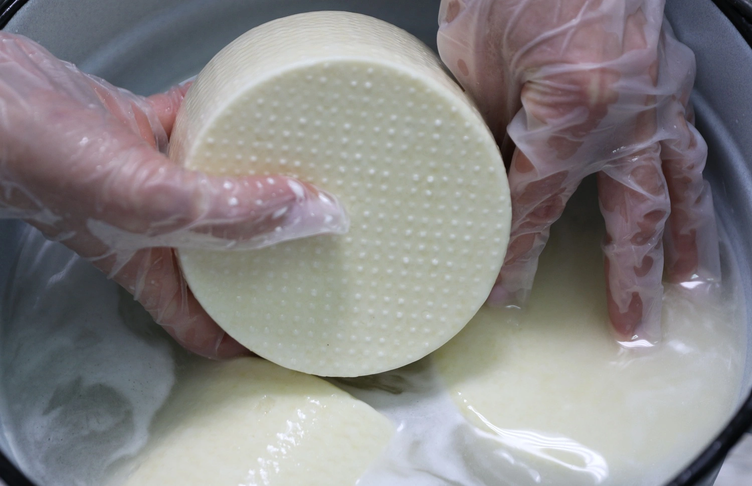 Агрофирма «Приполярная» запускает производство сыра