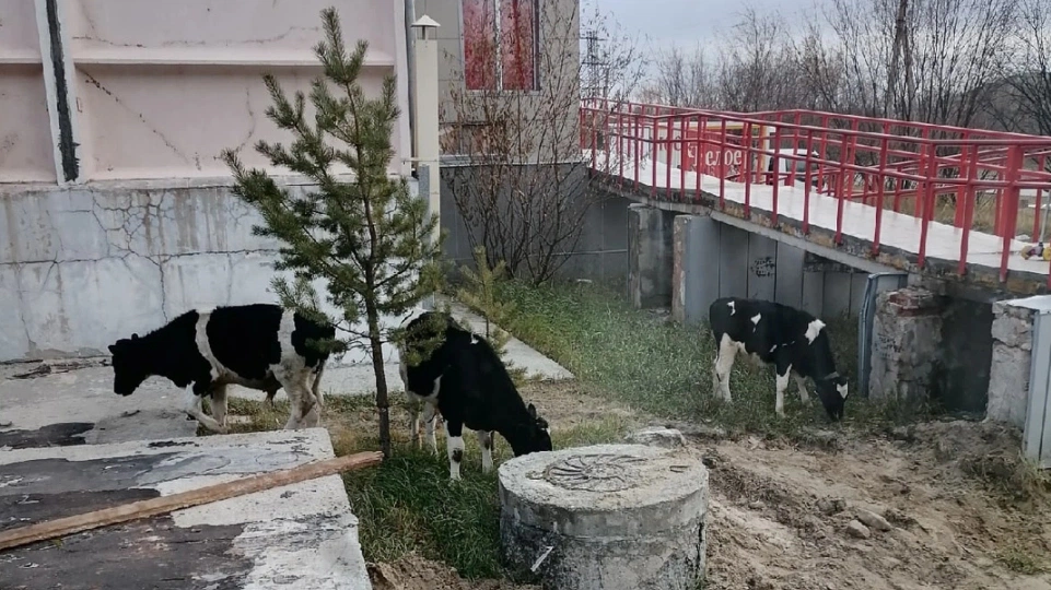 В Ноябрьске на газонах пасутся коровы на самовыгуле