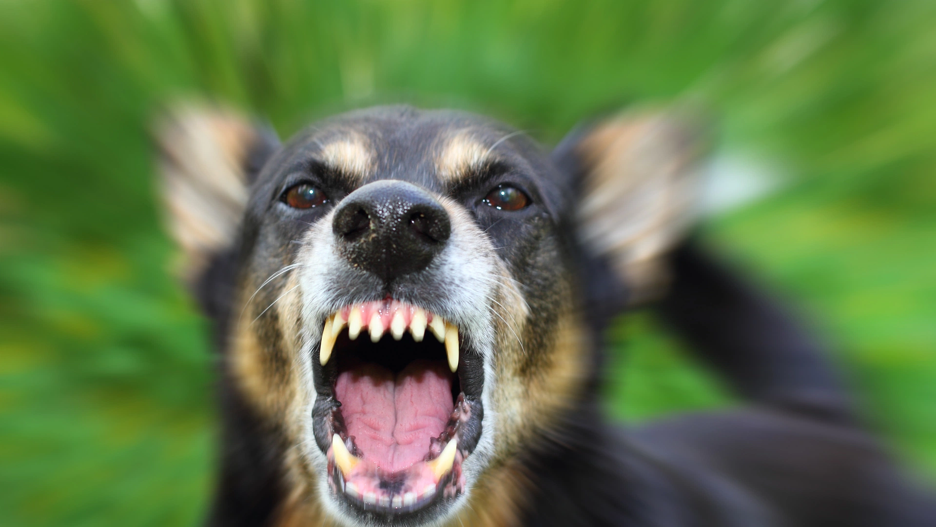 Жители Надыма обеспокоены появлением агрессивной собаки на улице