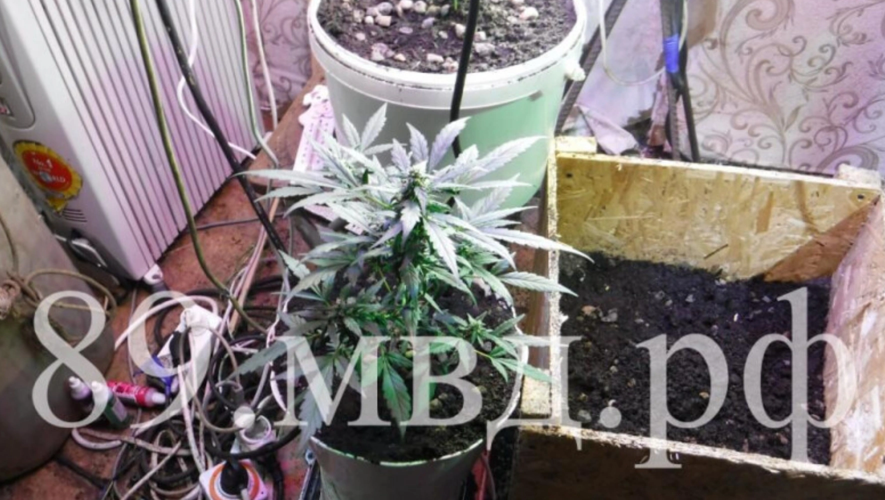 «Агротехник» из ЯНАО выращивал коноплю. Запрещённые растения изъяли полицейские Шурышкарского района