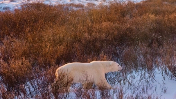 Белый медведь залез в чум оленевода в Ямальском районе